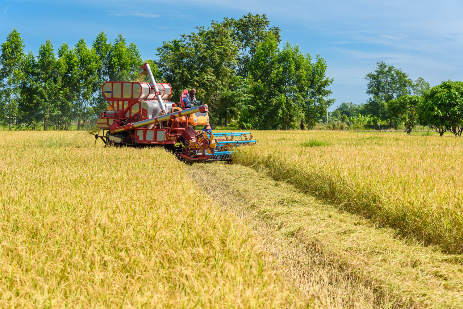 Process of Harvesting Kala Namak Rice