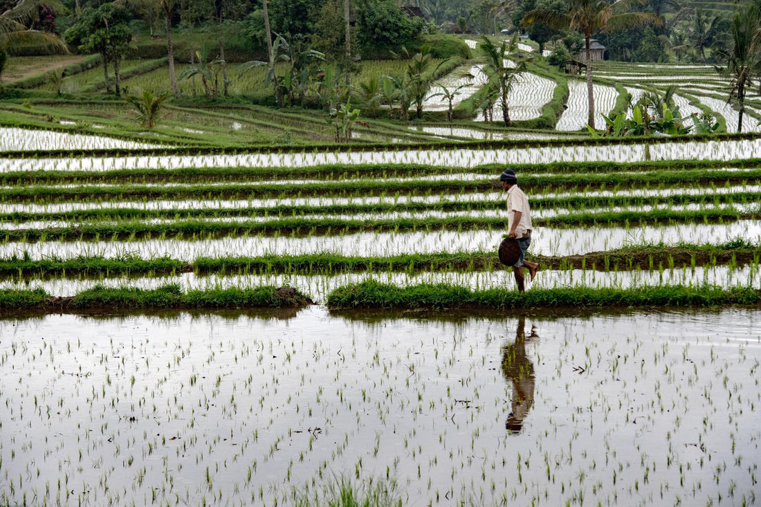 Why is Natural Farming Dying?