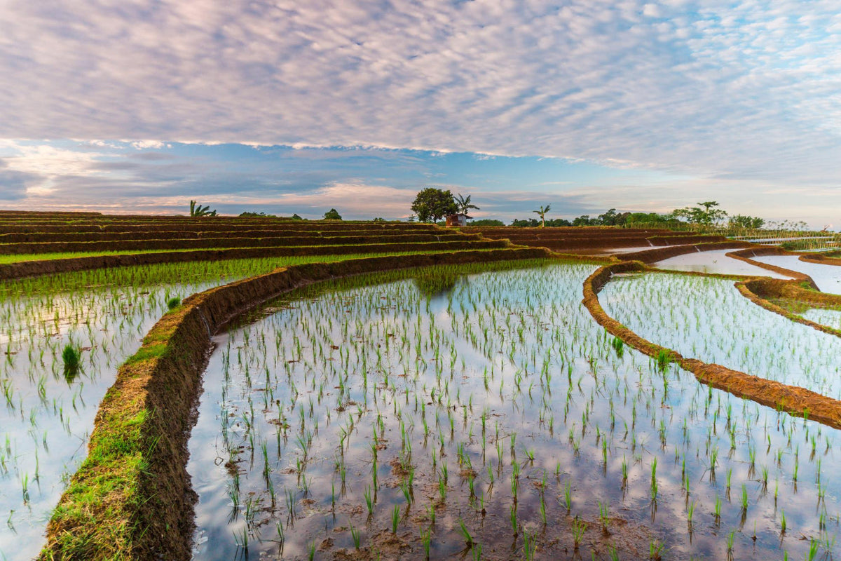 Process of Sowing Kala Namak Rice