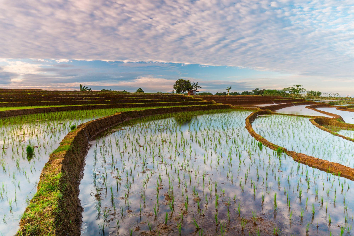 Process of Sowing Kala Namak Rice