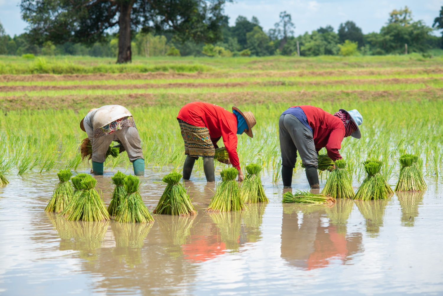 New Research in Natural Farming and Kala Namak Rice